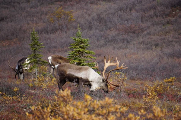 Vackert Vildmarken Alaska — Stockfoto
