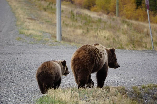 Niedźwiedź Grizzly Kubkiem Yukon — Zdjęcie stockowe