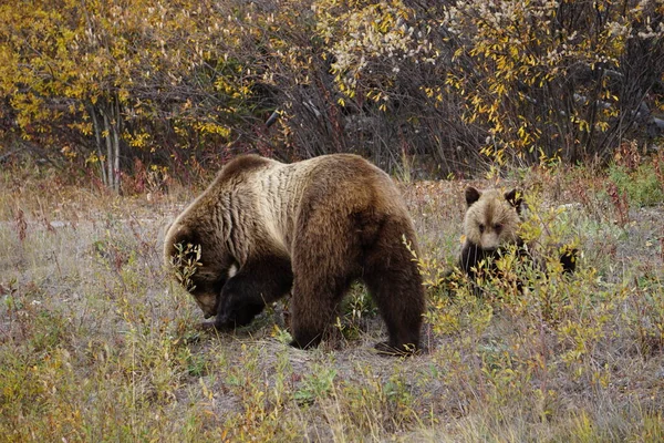 Гризли Диком Юконе — стоковое фото