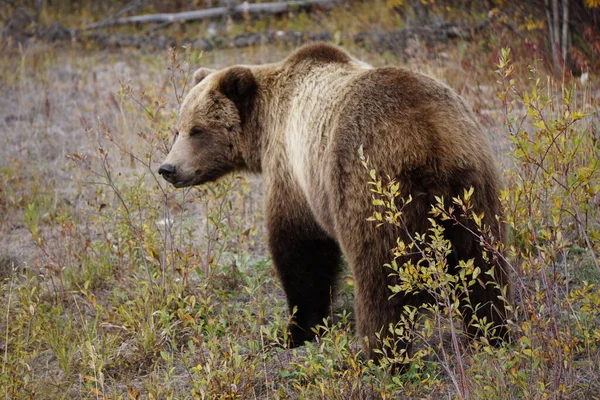 Grizzly Beer Het Wild Yukon — Stockfoto