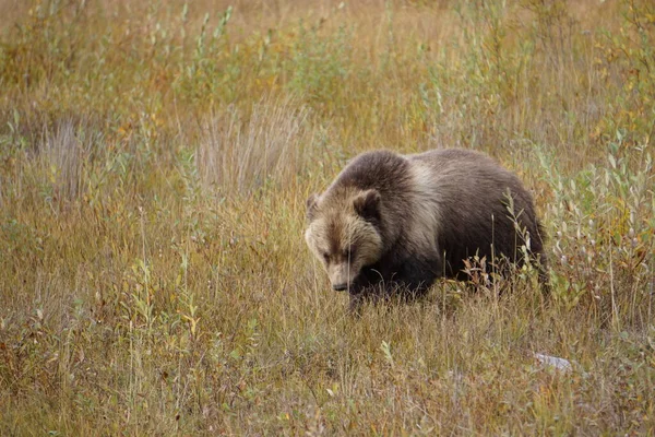 グリズリークマで野生のユーコン — ストック写真