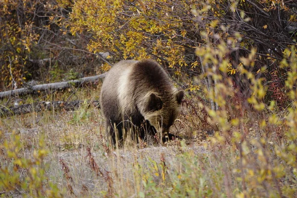 Urso Pardo Yukon Selvagem — Fotografia de Stock