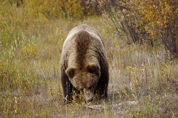 グリズリークマで野生のユーコン — ストック写真