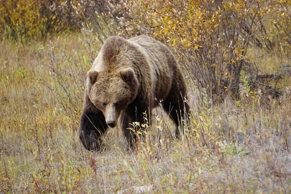 Urso Pardo Yukon Selvagem — Fotografia de Stock