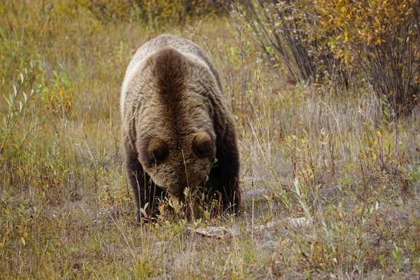 Urso Pardo Yukon Selvagem — Fotografia de Stock