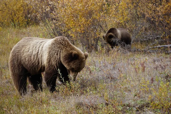 Vahşi Yukon Boz Ayı — Stok fotoğraf