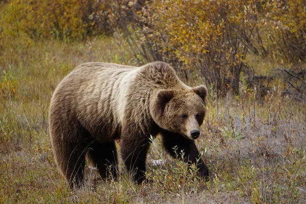 Grizzly Beer Het Wild Yukon — Stockfoto