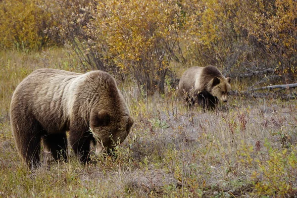 Vahşi Yukon Boz Ayı — Stok fotoğraf