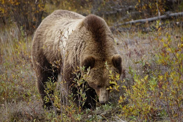 Urso Pardo Yukon Selvagem — Fotografia de Stock