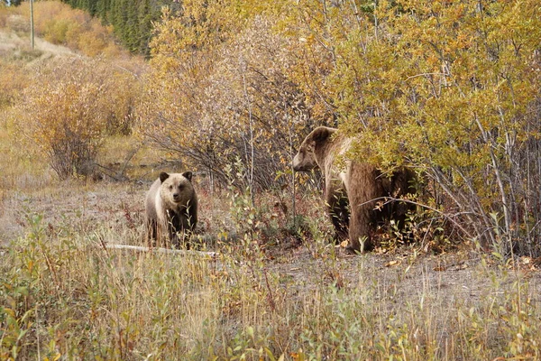 Grizzly Beer Het Wild Yukon — Stockfoto