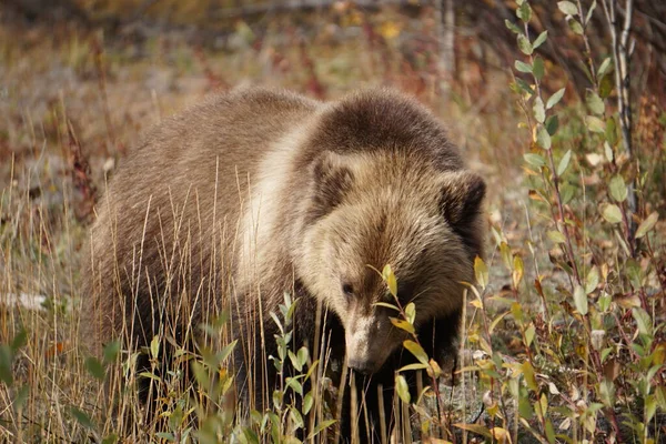 グリズリークマで野生のユーコン — ストック写真