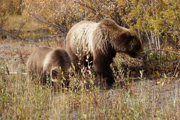 Urso Pardo Yukon Selvagem — Fotografia de Stock