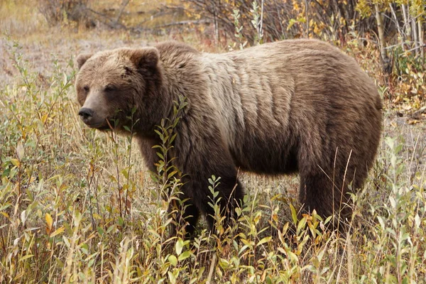 Grizzly Beer Het Wild Yukon — Stockfoto