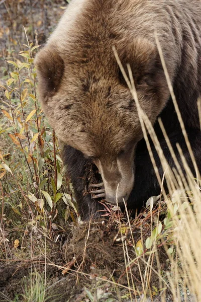 Grizzly Beer Het Wild Yukon — Stockfoto