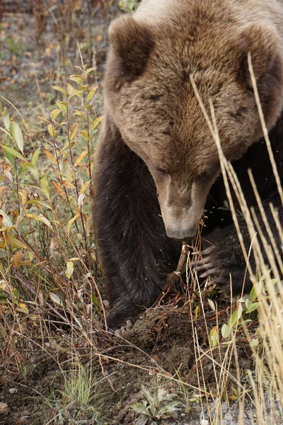 Grizzly Beer Het Wild Yukon — Stockfoto