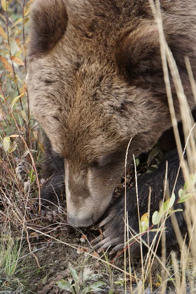 グリズリークマで野生のユーコン — ストック写真