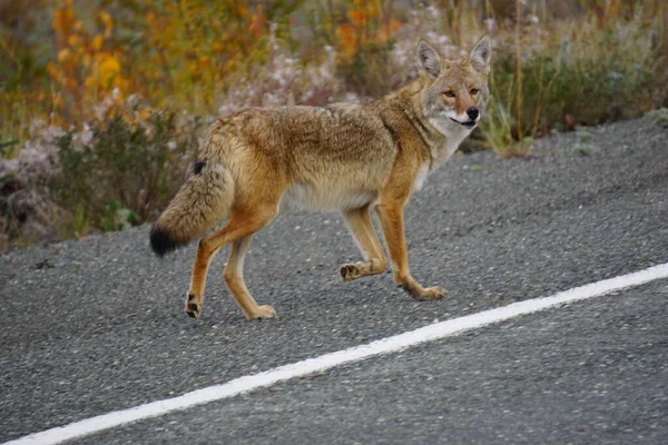 Coyote Noord Amerika — Stockfoto