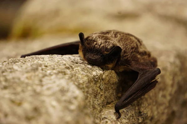 Morcego Pequeno Está Descansando Parede — Fotografia de Stock