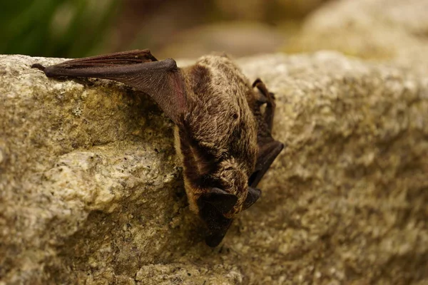 Μικρή Νυχτερίδα Αναπαύεται Στον Τοίχο — Φωτογραφία Αρχείου