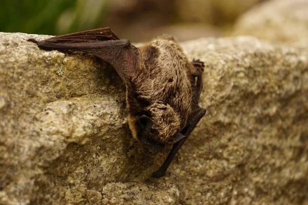 Morcego Pequeno Está Descansando Parede — Fotografia de Stock