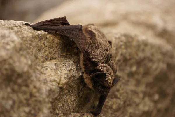 Kleine Fledermaus Ruht Wand — Stockfoto