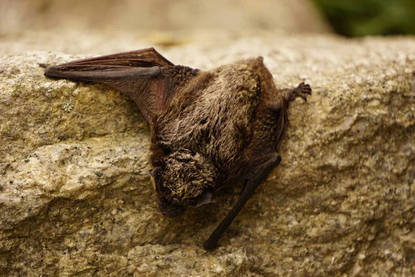 Morcego Pequeno Está Descansando Parede — Fotografia de Stock