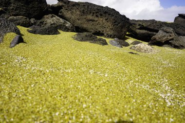Hawaii 'deki Büyük Ada' da yeşil kumsal