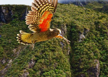 Nestor Kea mountain parrot lives in forest mountain area in south island in New Zealand clipart