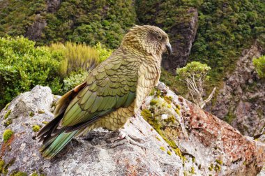 Nestor Kea dağı papağanı Yeni Zelanda 'nın güney adasındaki orman dağ bölgesinde yaşar.