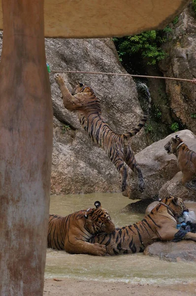 Tiger Temple Thailand — Stock Photo, Image