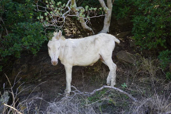 whitedonkey in Asinara island in Sardinia Italy