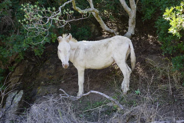 Whitedonkey Στο Νησί Asinara Στη Σαρδηνία Ιταλία — Φωτογραφία Αρχείου