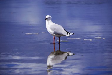 Sahilde Yeni Zelanda Seagul