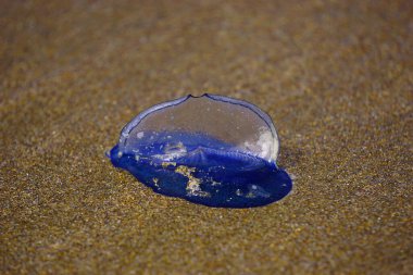 Velella Velella 'yı kumsala rüzgar getirdi