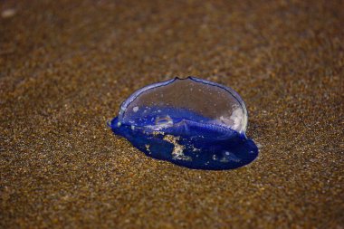 Velella Velella 'yı kumsala rüzgar getirdi