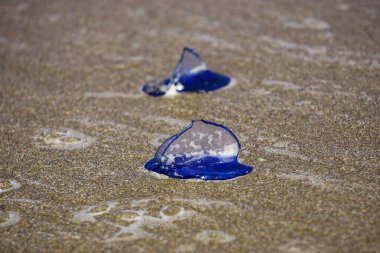 Velella Velella 'yı kumsala rüzgar getirdi