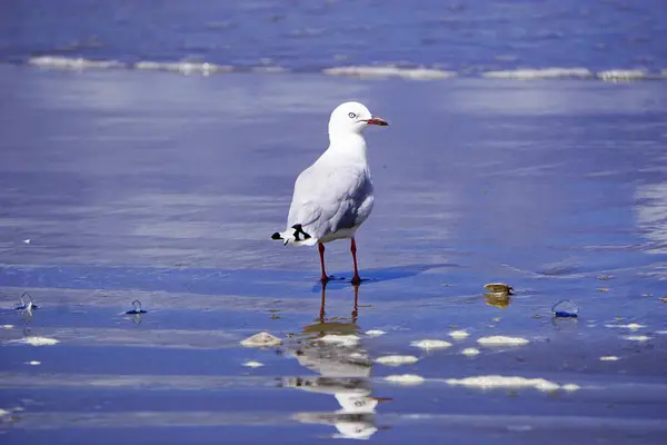 Zéland Seagul Tengerparton — Stock Fotó