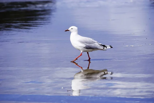 Новая Зеландия Seagul Пляже — стоковое фото