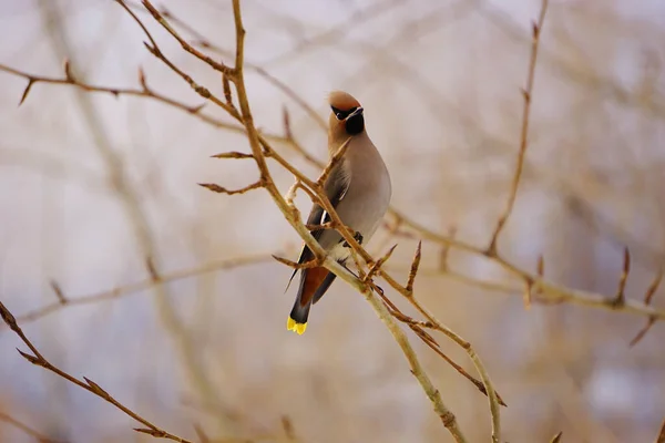 Böhmische Wachsflügel Schönen Bunten Vogel — Stockfoto