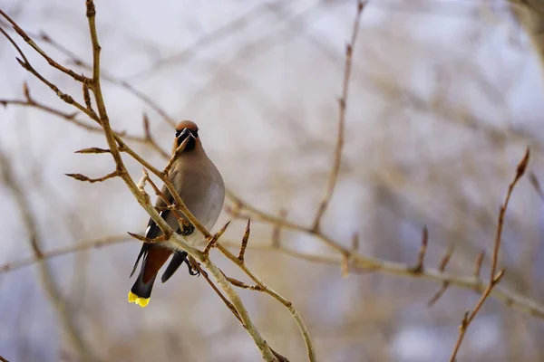 Bohemian Waxwing Beautiful Colorful Bird — Stock Photo, Image