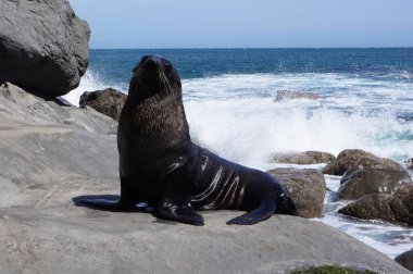 Deniz aslanı kayanın üstünde durur.