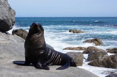 Deniz aslanı kayanın üstünde durur.