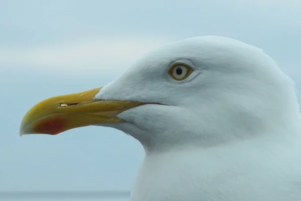 Retrato Seagul Selvagem — Fotografia de Stock