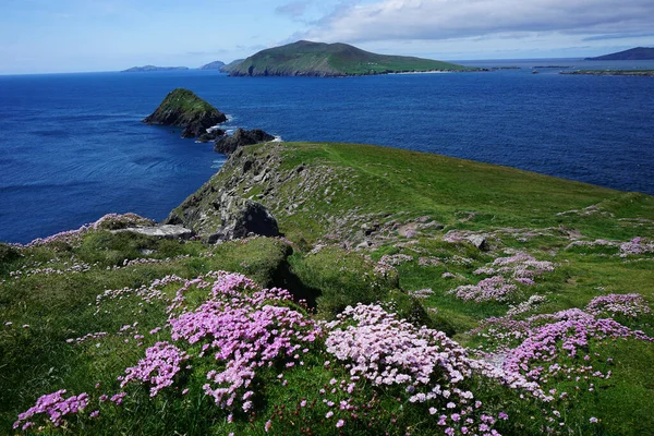 爱尔兰丁格尔半岛的绿地 岸边开着紫色的花 — 图库照片