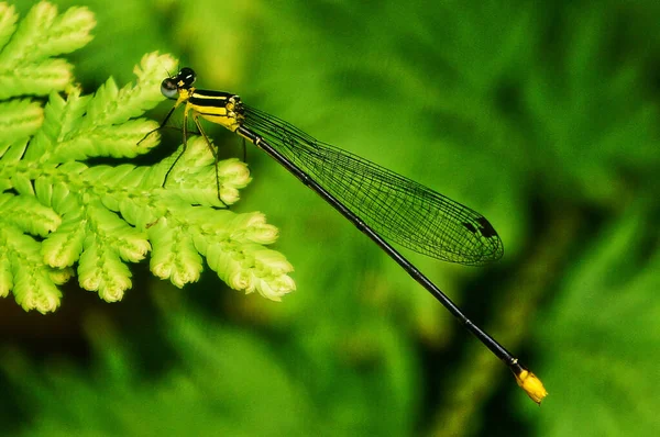 Libelle Sitzt Auf Grünem Blatt — Stockfoto