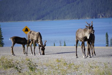 Kuzey Kanada 'da ren geyiği