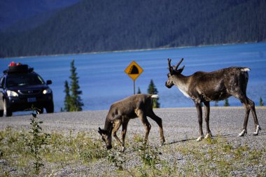 Kuzey Kanada 'da ren geyiği