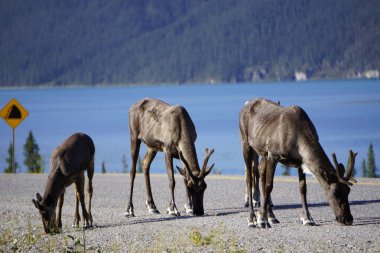 Kuzey Kanada 'da ren geyiği