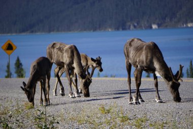 Kuzey Kanada 'da ren geyiği