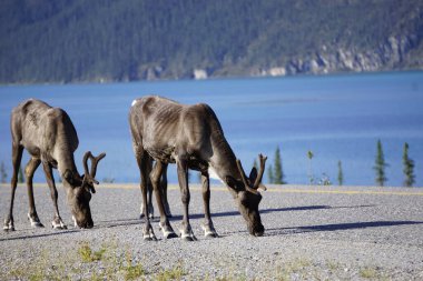 Kuzey Kanada 'da ren geyiği